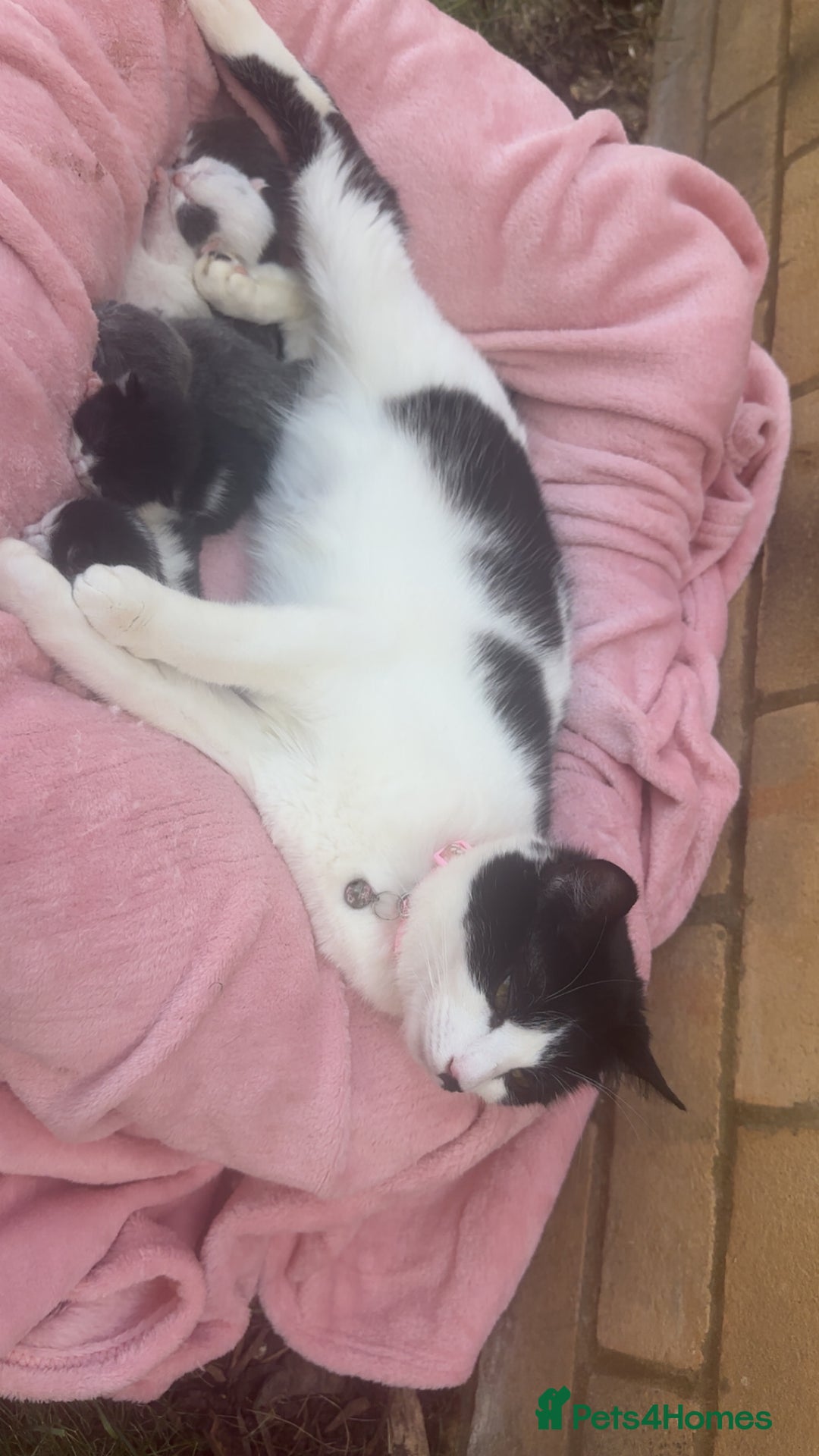 Mixed Breed cats for sale: Cute kitten  - Image 5