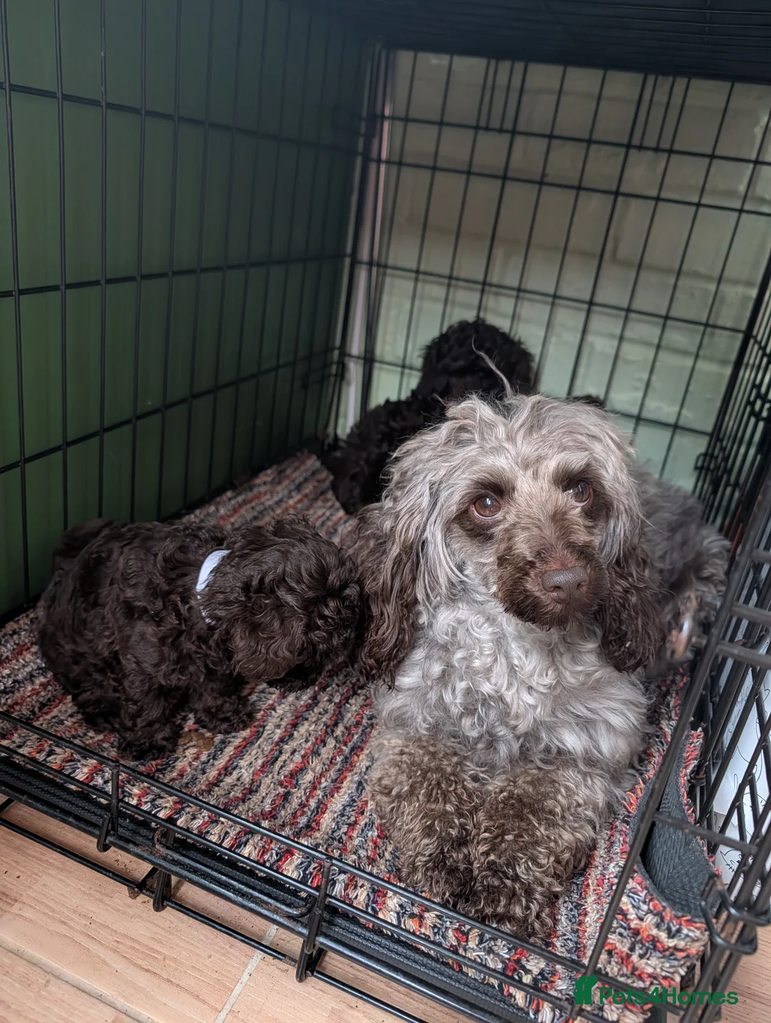Toy Poodle dogs for sale: For sale Toy poodle puppies  - Advert 1