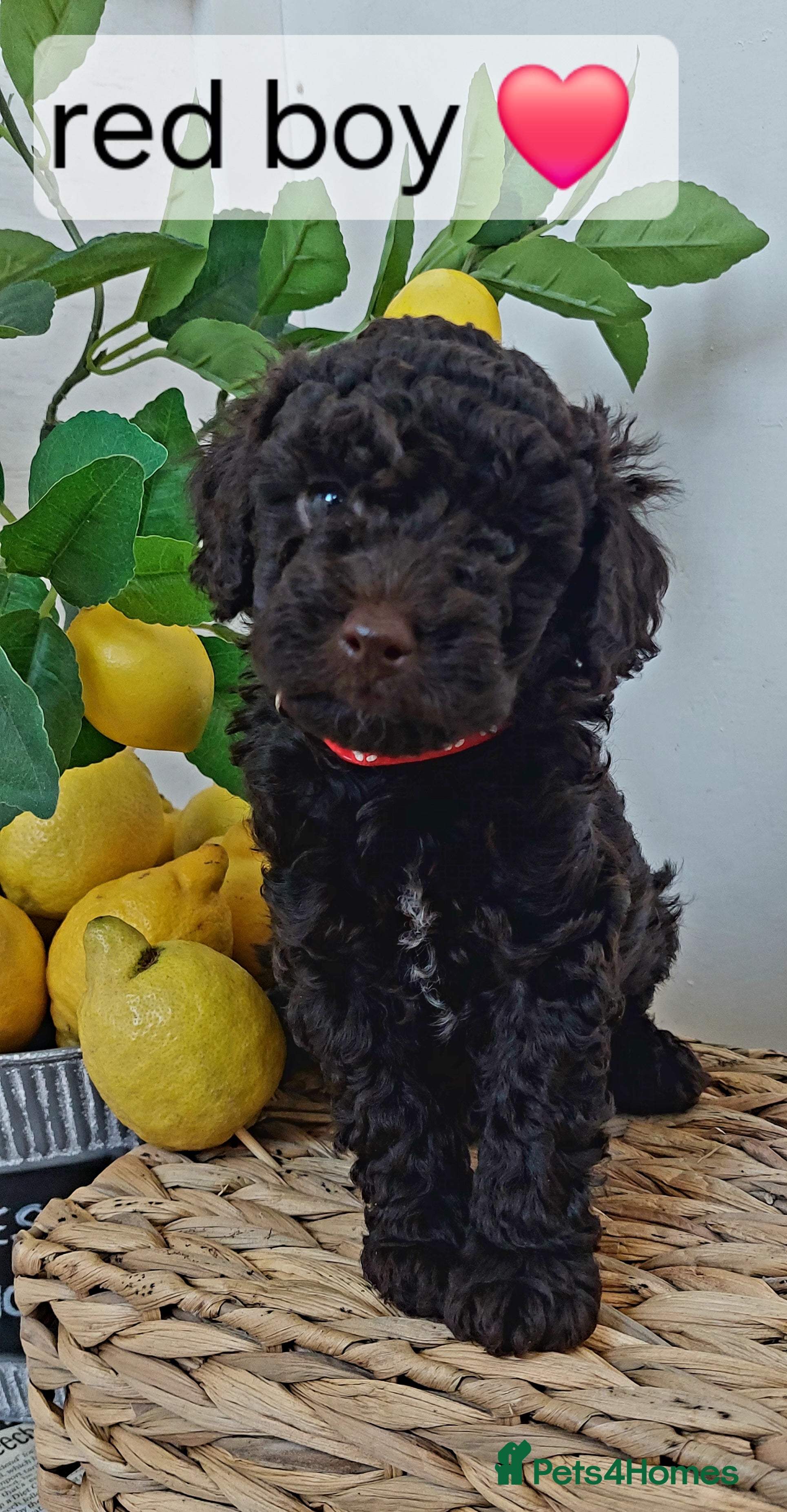 Toy Poodle dogs 🐾 CHOCOLATE TOY POODLE PUPPIES 🐾 - Advert 2