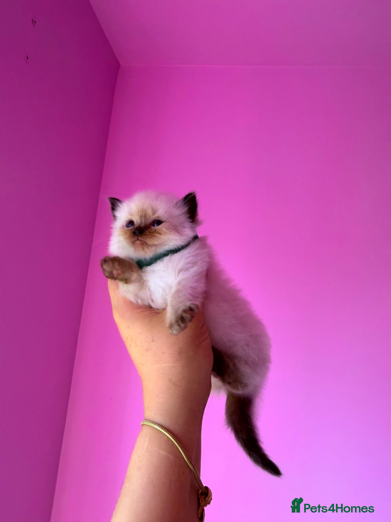 Ragdoll cats for sale: Exceptional Ragdolls  - Advert 1