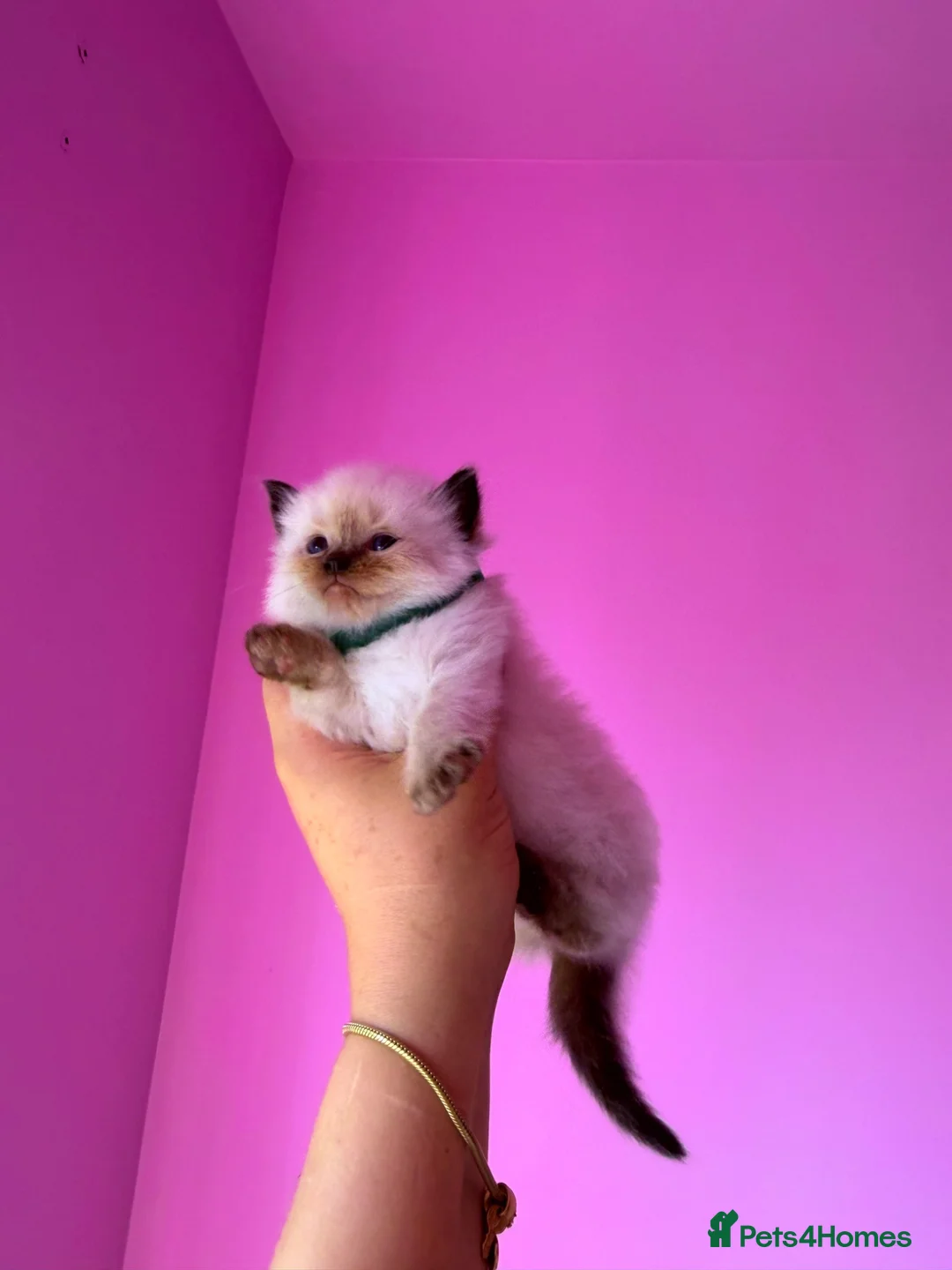 Ragdoll cats for sale: Exceptional Ragdolls  - Advert 1