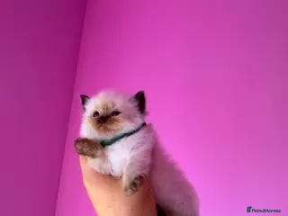 Ragdoll cats for sale: Exceptional Ragdolls - Advert 1