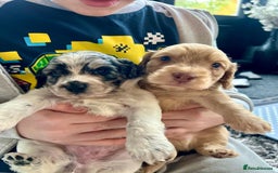 Cockapoo dogs for sale: Rare marked  small cockerpoo puppys  - Advert 8
