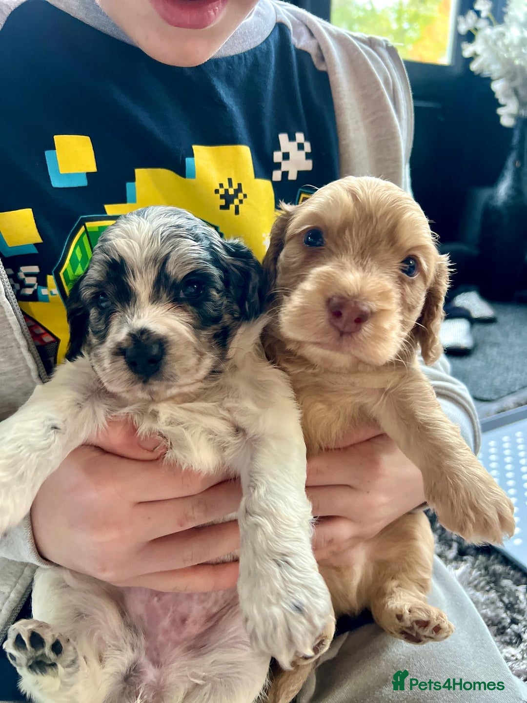 Cockapoo dogs for sale: Rare marked  small cockerpoo puppys  - Advert 8