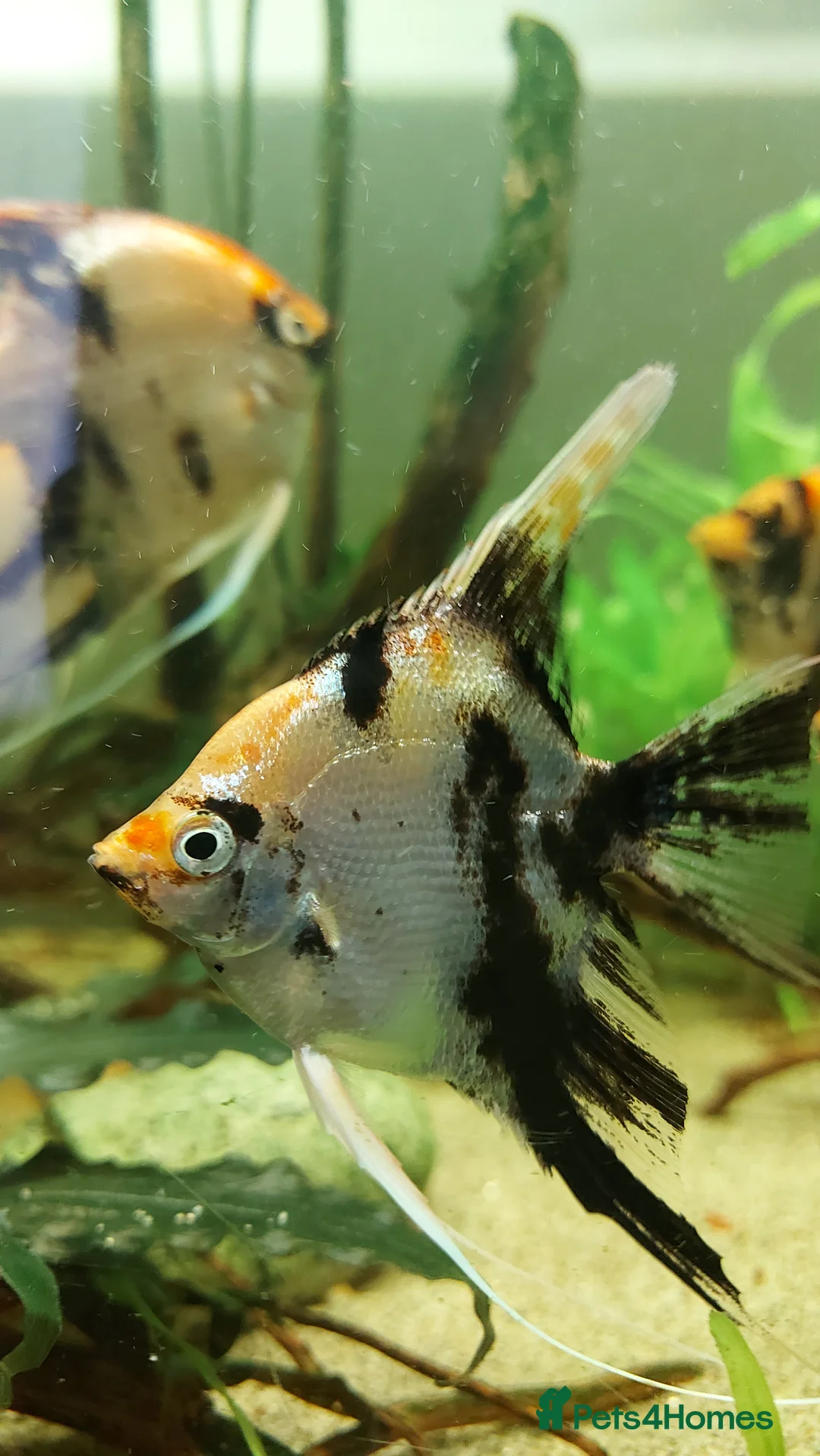 Angelfish fish for sale: Koi & Golden Marble Angelfish - Advert 14