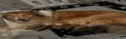 Rough Collie dogs for sale: KC Rough Collie Puppies Sable & White - Advert 9