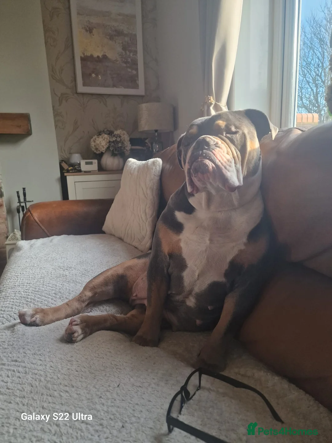 English Bulldog dogs for sale: Rita 6 year old bulldog - Advert 8