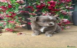 Chihuahua dogs for sale: Long Haired Russian Chihuahuas - Image 4
