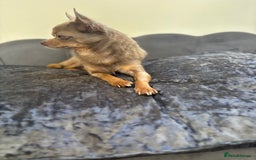 Chihuahua dogs for stud: KC Reg lilac Stunning Stud Boy in Bury Saint Edmunds - Image 13