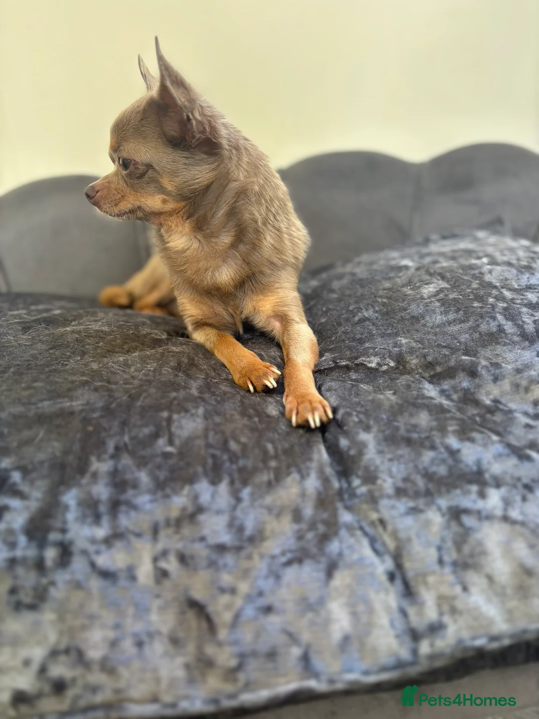 Chihuahua dogs for stud: KC Reg lilac Stunning Stud Boy in Bury Saint Edmunds - Advert 13