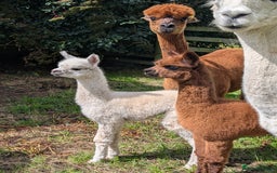 Alpaca livestock for sale: Dark brown female cria ready to reserve - Image 1