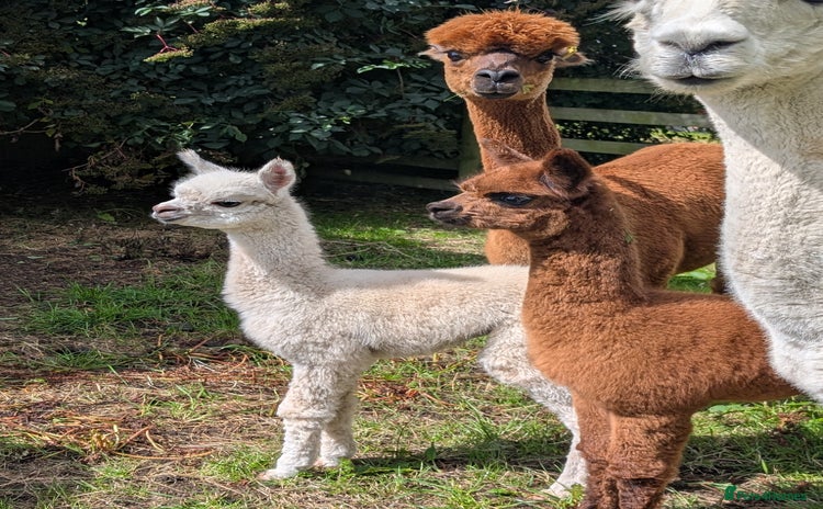 Alpaca livestock - Advert 1