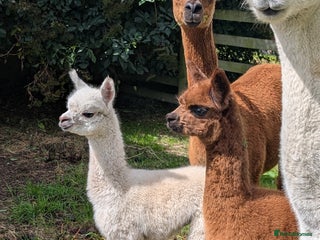 Alpaca livestock - Advert 5