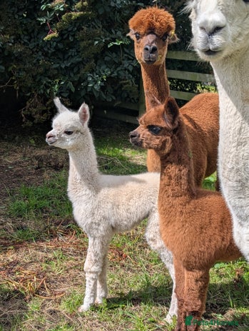 Alpaca livestock - Advert 1