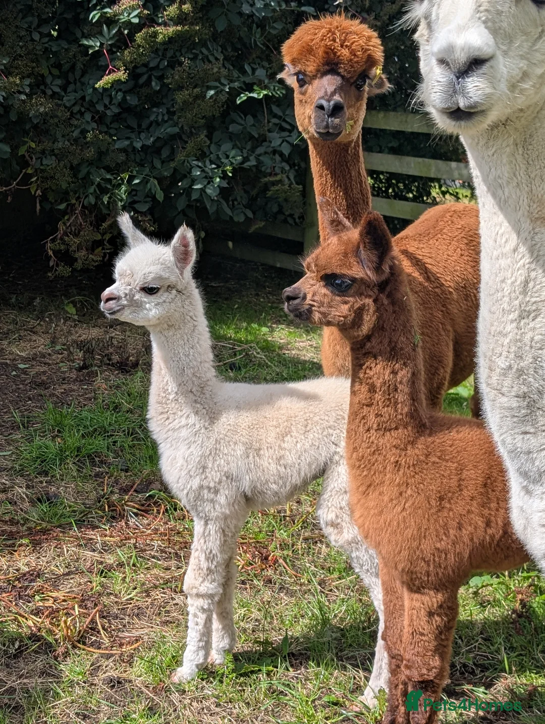 Alpaca livestock for sale: Dark brown female cria ready now - Advert 2