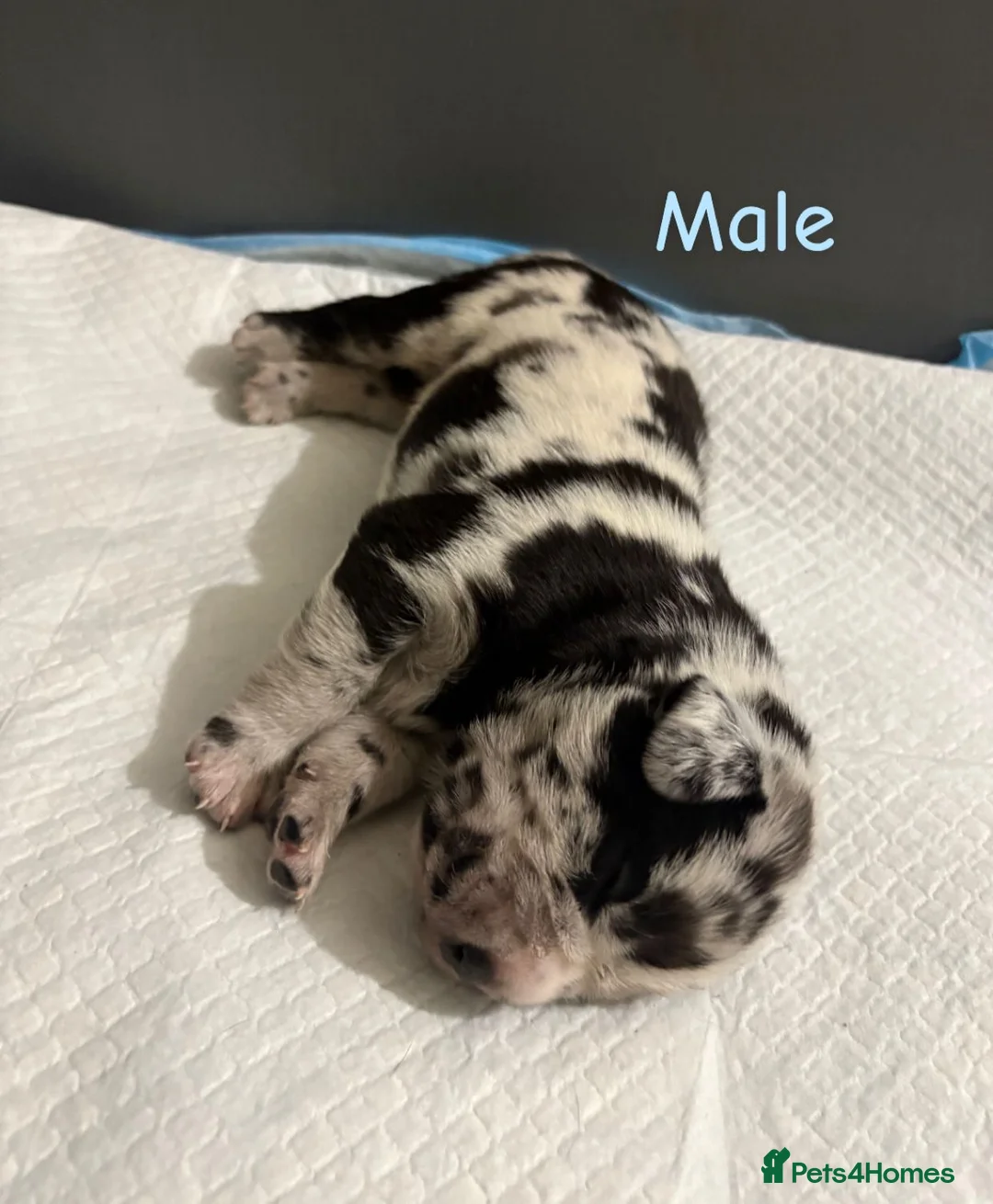 Mixed Breed dogs for sale: Stunning litter of 7 Presa Canario X Bandog - Advert 10