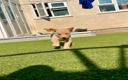 Labradoodle dogs for sale: Gorgeous Litter of F1 Labradoodle Puppies  in Lydbury North - Image 5