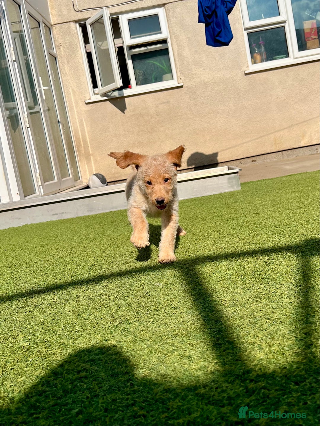 Labradoodle dogs for sale: Gorgeous Litter of F1 Labradoodle Puppies  in Lydbury North - Image 5