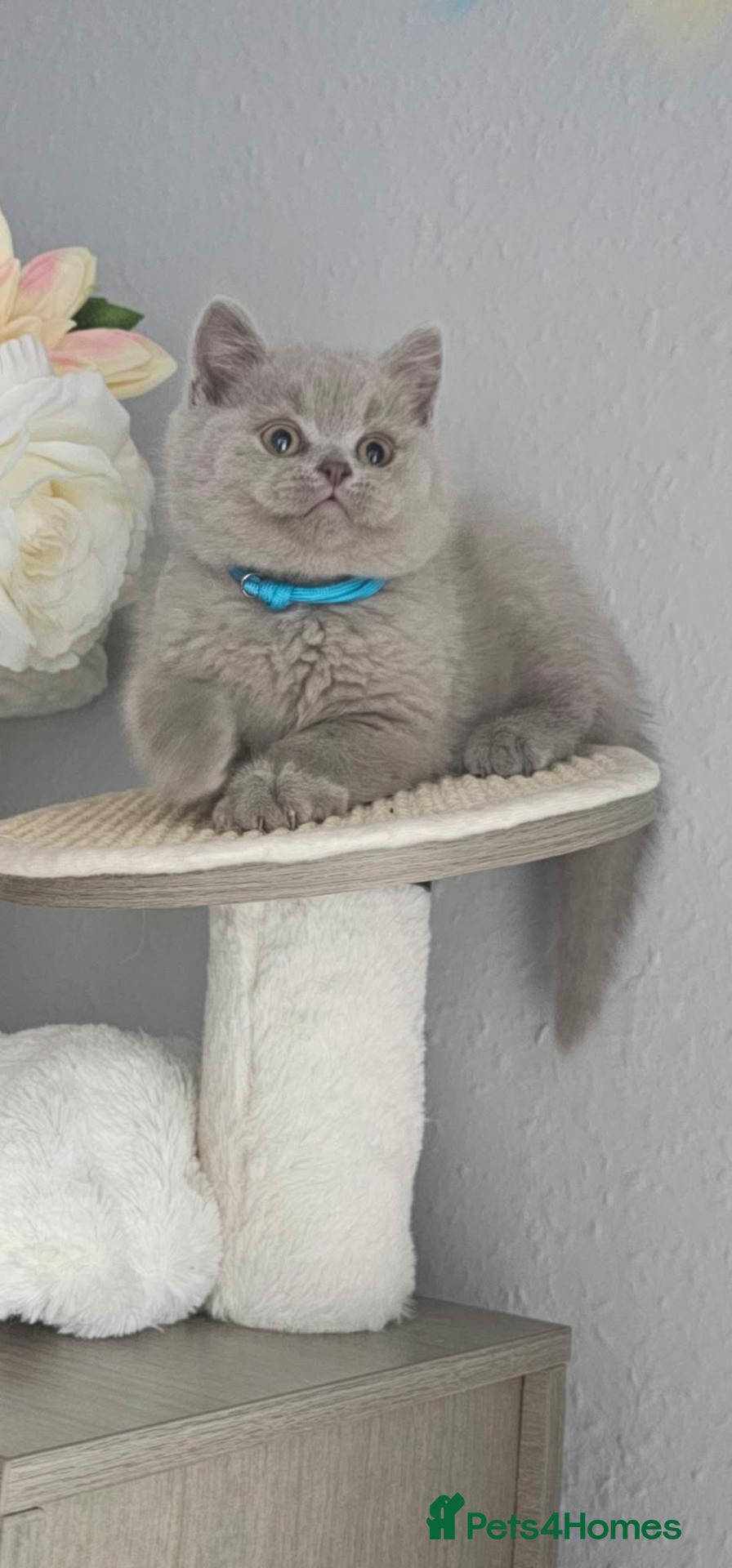 British Shorthair cats LAST BOY British Shorthair GCCF - Advert 2