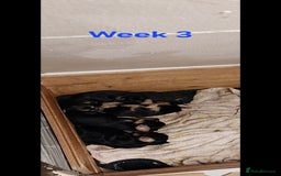 Yorkshire Terrier dogs for sale: YORKSHIRE TERRIER PUPPIES with OWN VET HEALTH CERT - Image 21