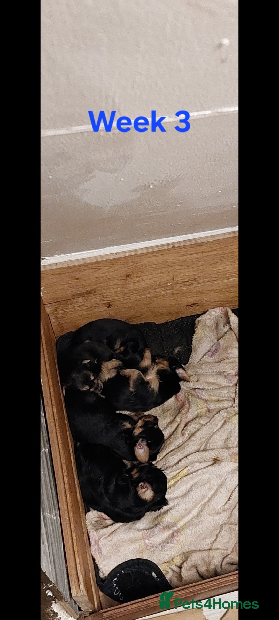 Yorkshire Terrier dogs for sale: YORKSHIRE TERRIER PUPPIES with OWN VET HEALTH CERT - Image 21