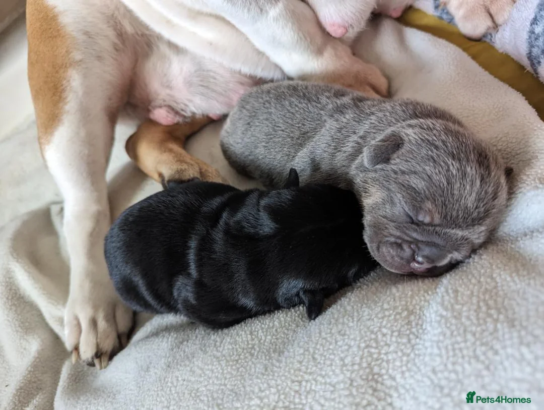 English Bulldog dogs for stud: Proven Full suit lilac and tan KC Bulldog for stud in Huddersfield - Advert 18