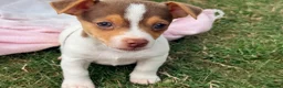 Jack Russell dogs for sale: Mini Jack Russell pups 🐶  - Advert 17