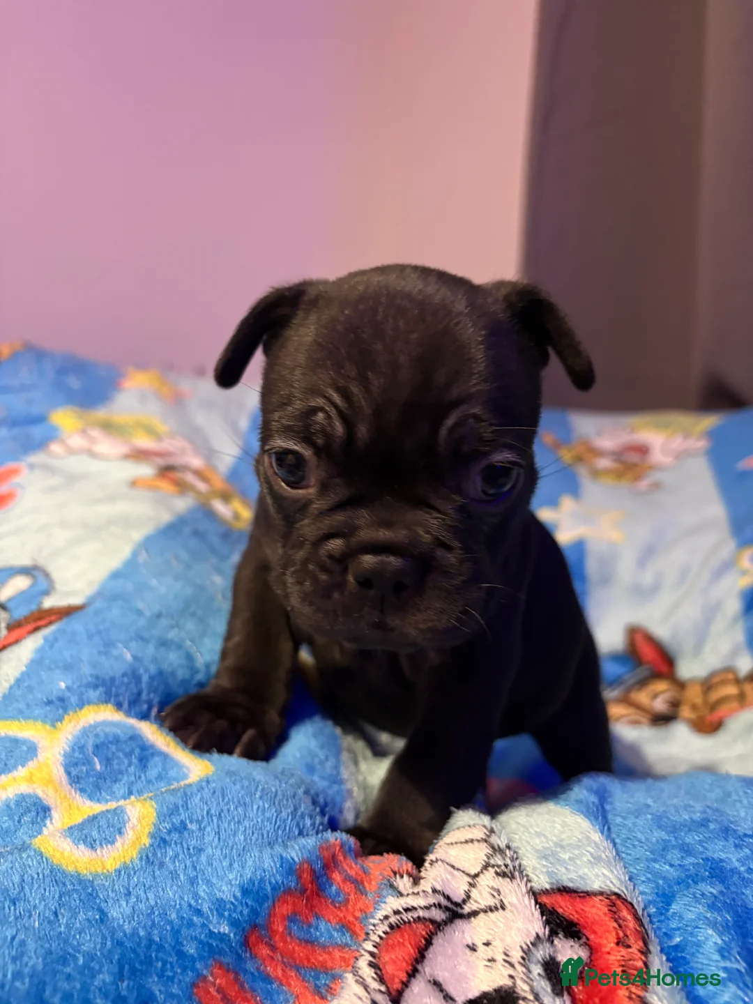 French Bulldog dogs for sale: French Bulldog Puppies - Advert 23