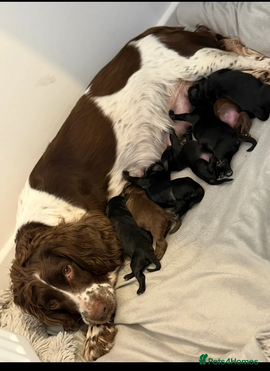 Mixed Breed dogs for sale: Stunning Litter of Sproodles 🤎🖤 - Advert 9