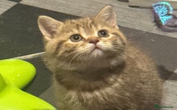British Shorthair cats for sale: Amazing BSH kittens. READY TO GO!!! - Image 9