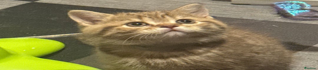 British Shorthair Kitten 2