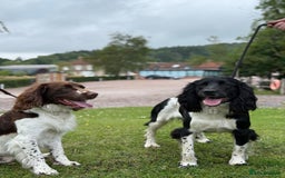 English Springer Spaniel dogs for sale: Springer Spaniel Puppies for sale  - Image 26