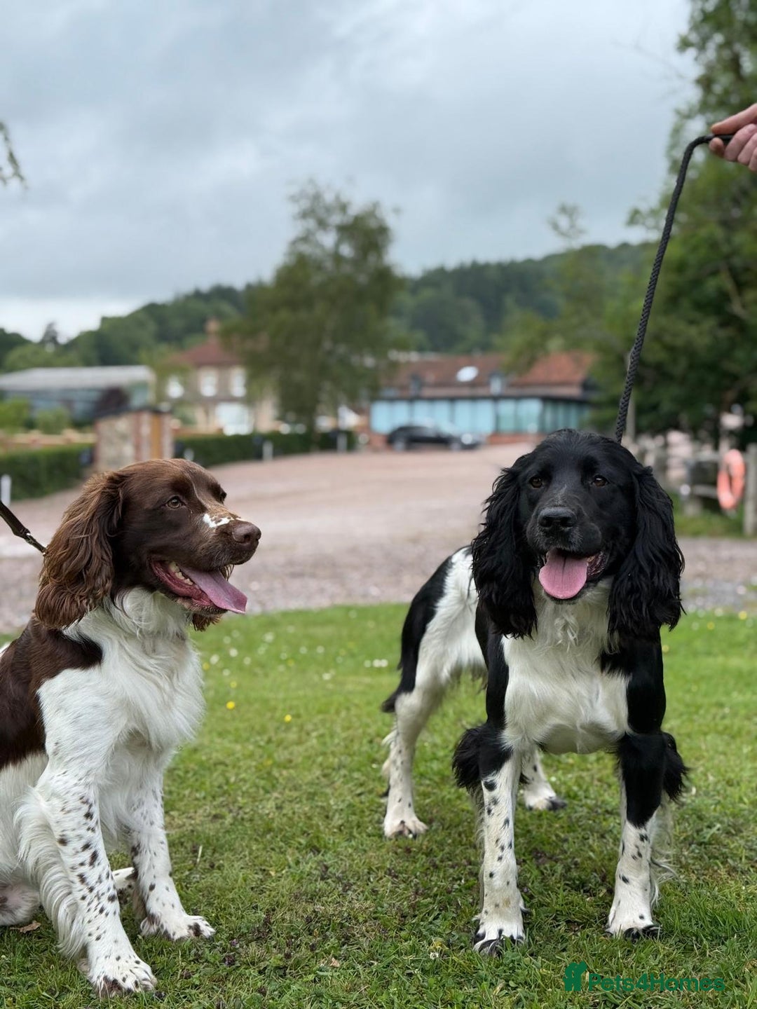 English Springer Spaniel dogs for sale: Springer Spaniel Puppies for sale  - Image 26
