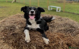 Border Collie dogs for sale: Border Collies looking for a new loving home - Image 2