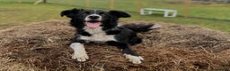 Border Collie dogs for sale: Border Collies looking for a new loving home - Advert 2