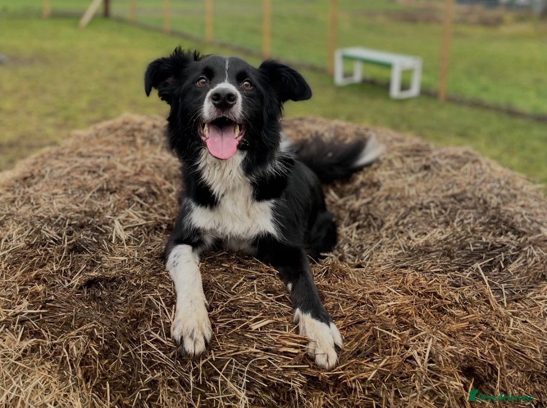 Border Collie dogs for sale: Border Collies looking for a new loving home - Image 2