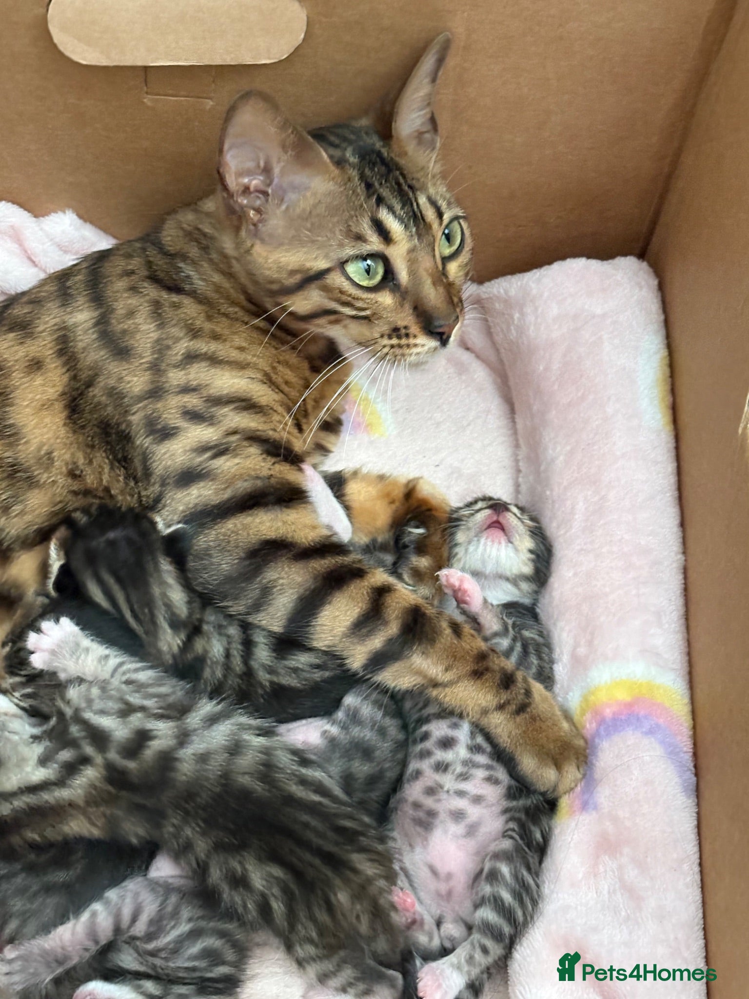 Bengal cats Half bengal kittens  - Advert 5