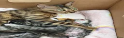 Bengal cats for sale: Half bengal kittens  in Spalding - Advert 1