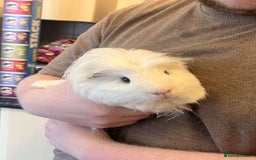 Guinea Pig rodents for sale: Male Guinea pigs  - Image 6