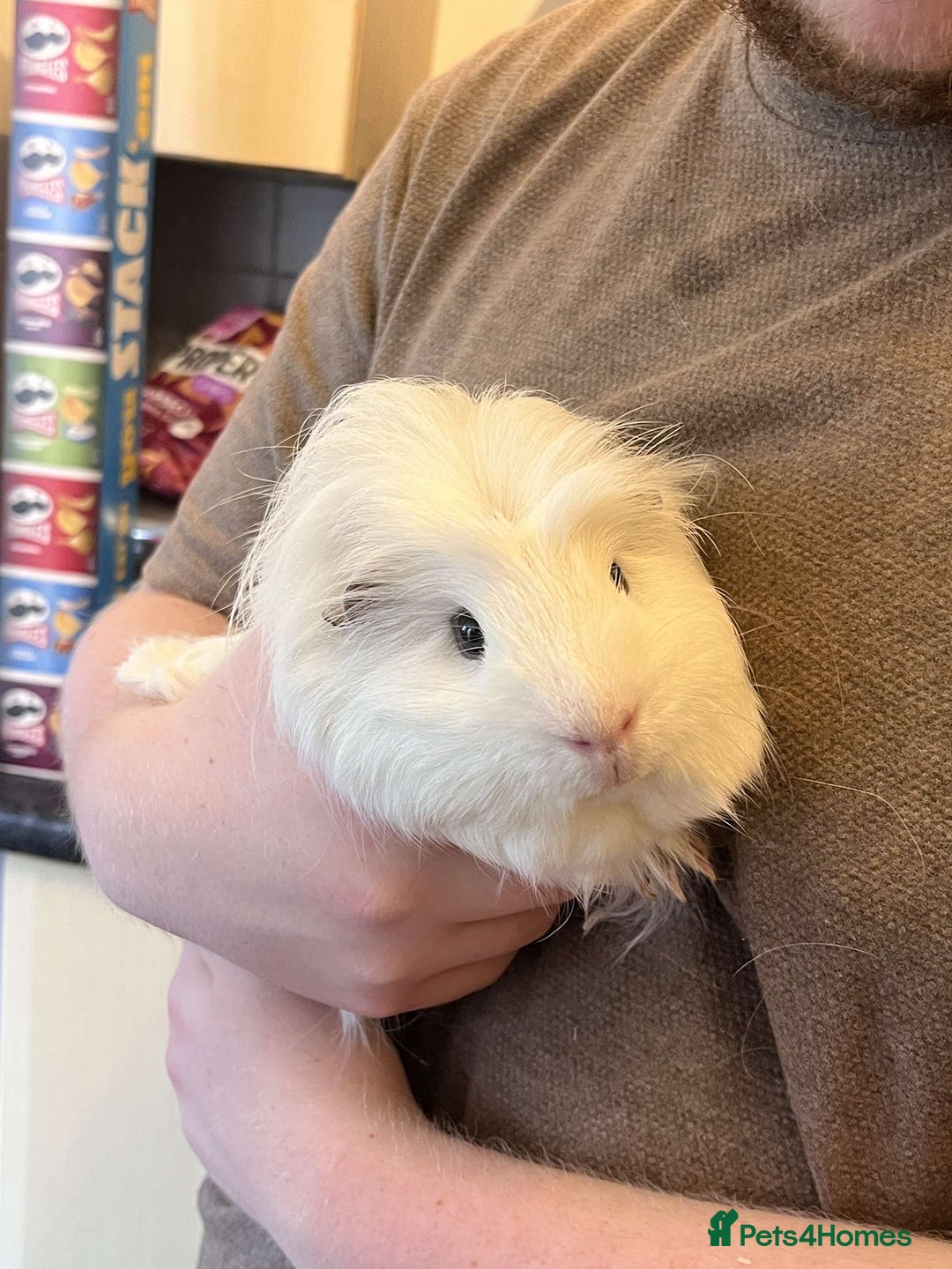 Guinea Pig rodents for sale: Male Guinea pigs  - Image 6