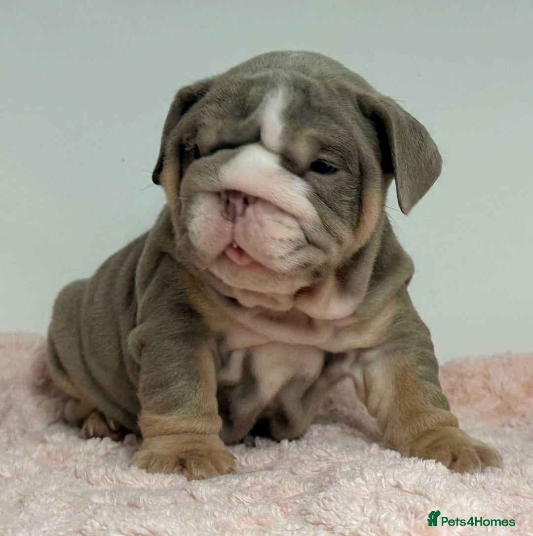 English Bulldog dogs for sale: *Stunning* KC English bulldog puppies ready soon!! - Advert 11
