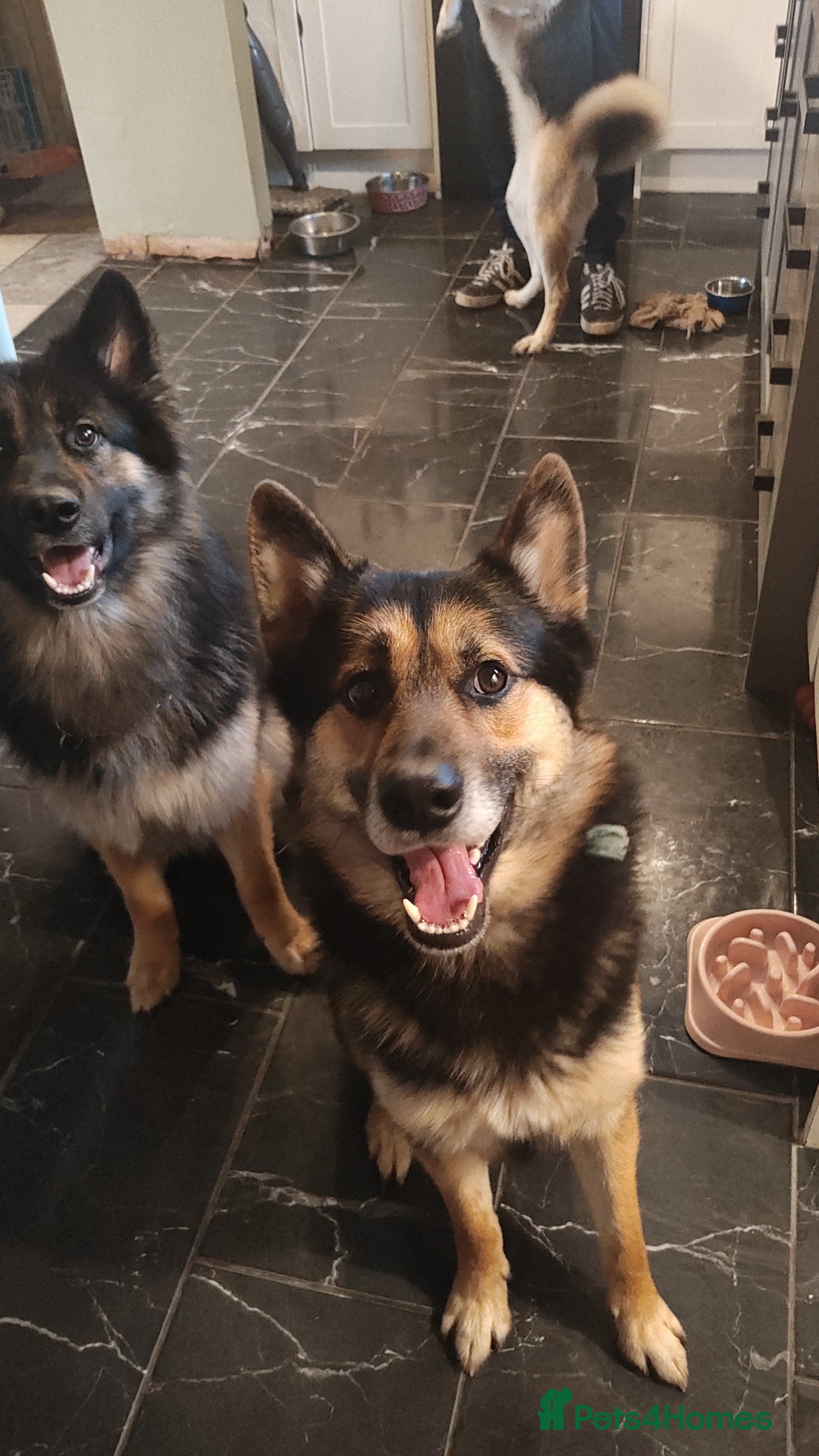 Shepsky dogs Gorgeous GSDxHusky 3 year old sweet loving boy - Advert 1