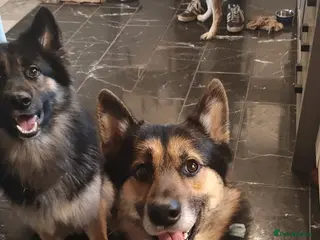 Shepsky dogs Gorgeous GSDxHusky 3 year old sweet loving boy - Advert 13