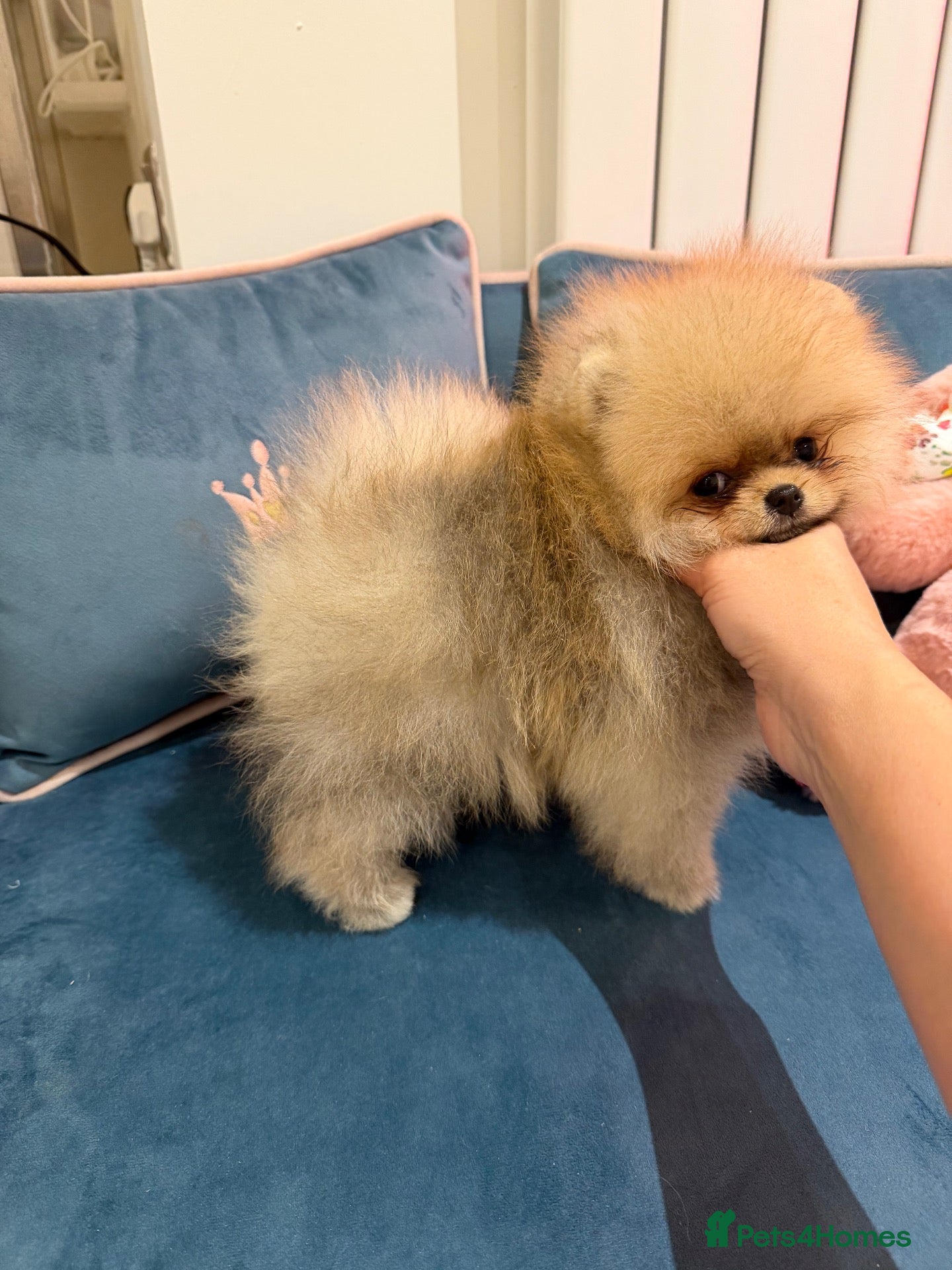 Pomeranian dogs for sale: Micro size teddy  face  - Advert 2