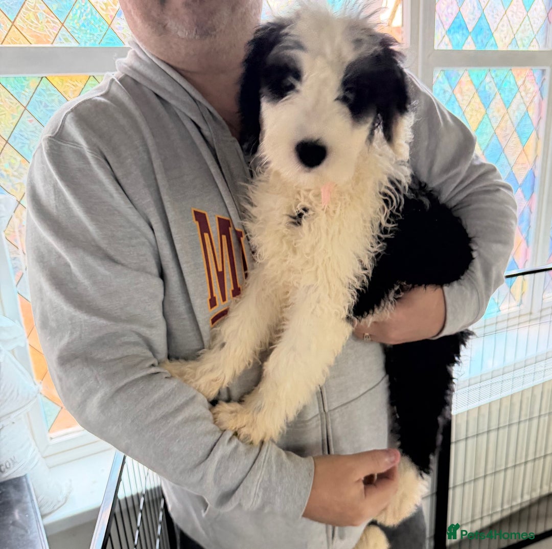 Mixed Breed dogs for sale: Ready Now 3 x Sheepadoodle Puppies Females Cardiff - Advert 4