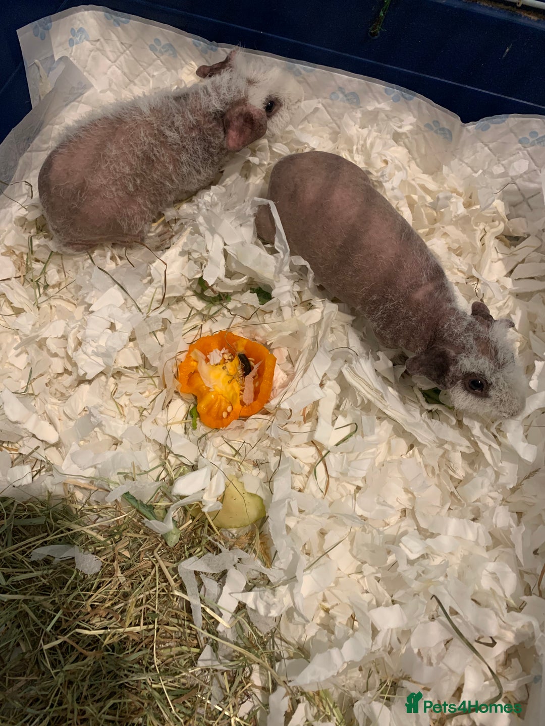 Guinea Pig rodents for sale: Skinny Pigs /werewolf piggies  - Image 4