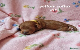 Cockapoo dogs for sale: Beautiful F1 Cockapoo puppies - Image 4