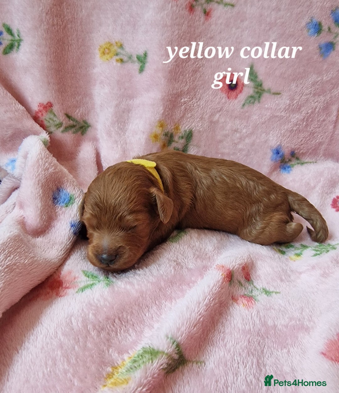 Cockapoo dogs for sale: Beautiful F1 Cockapoo puppies - Image 4