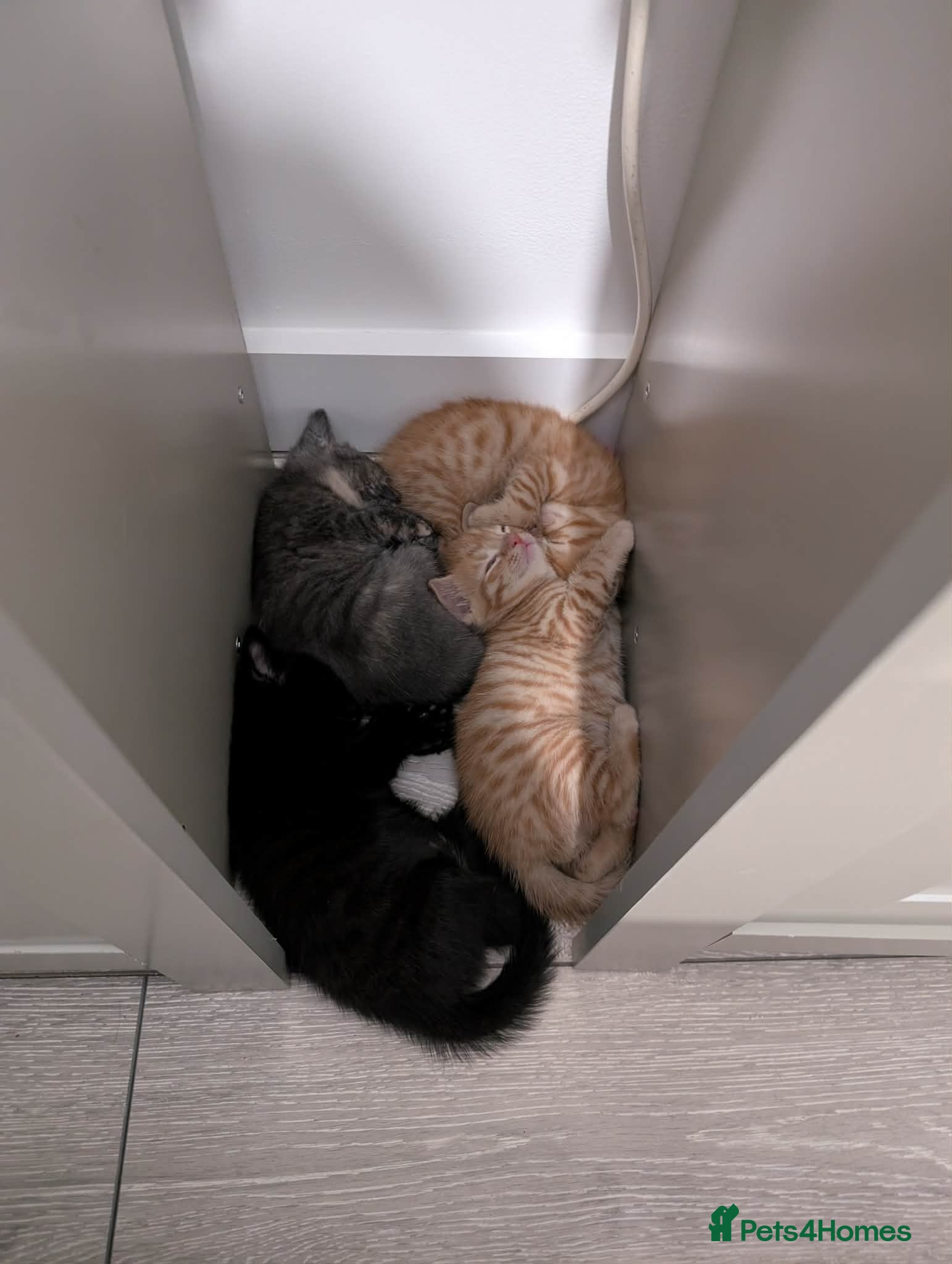 Mixed Breed cats 3 beautiful playful kittens for sale. - Advert 1