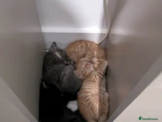 Mixed Breed cats 3 beautiful playful kittens for sale. - Advert 1